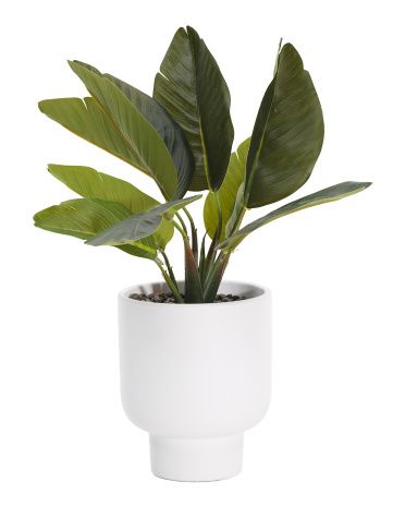 Traveler Plant In Pedestal Pot | TJ Maxx