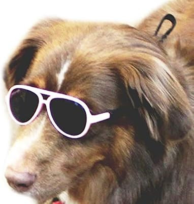 Style Vault G010 Dog Pet Costume Prop Aviator Sunglasses Medium Breeds 20-40 lbs | Amazon (US)