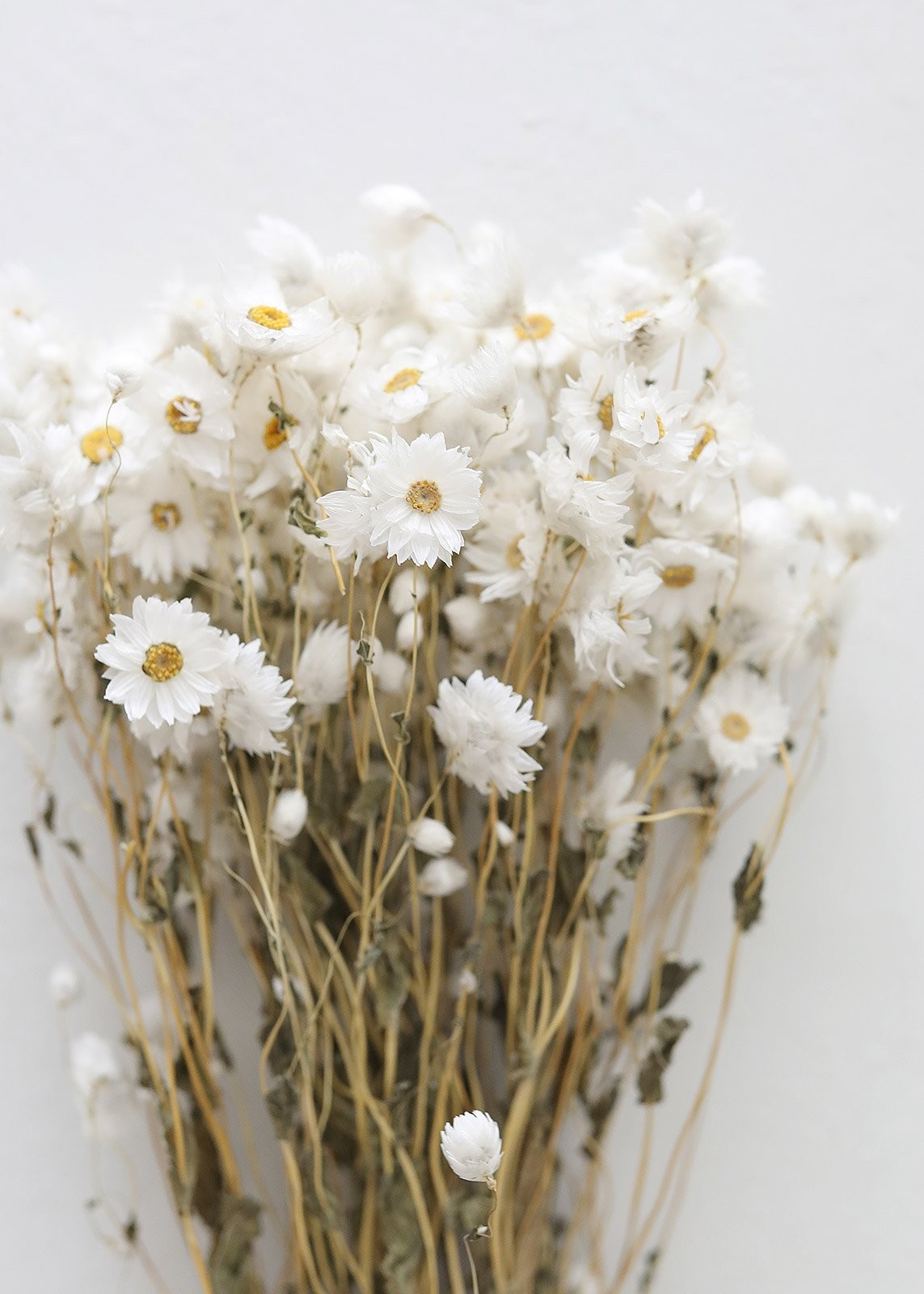 White Preserved Rodanthe Flowers - 22-28" Tall | Afloral (US)