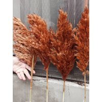 Orange Pampas Grass Stem Natural Dried Floral Arrangement | Etsy (US)