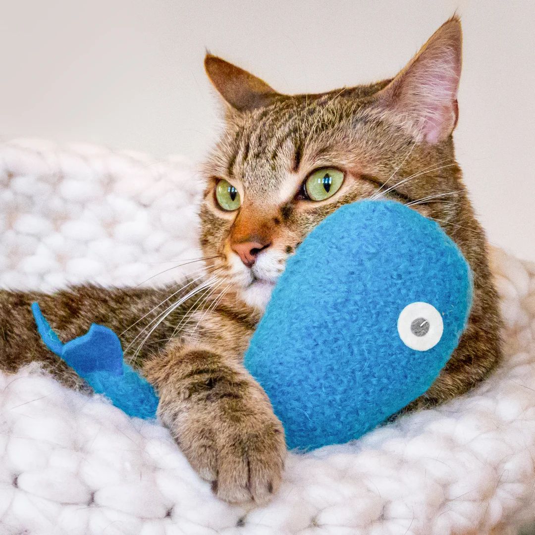 Cat Toys. Organic Catnip. Catnip Whale. Pool Blue. Blue Cat - Etsy | Etsy (US)