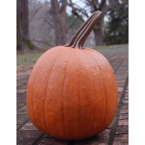 Large Stem Pumpkin | Wayfair Professional