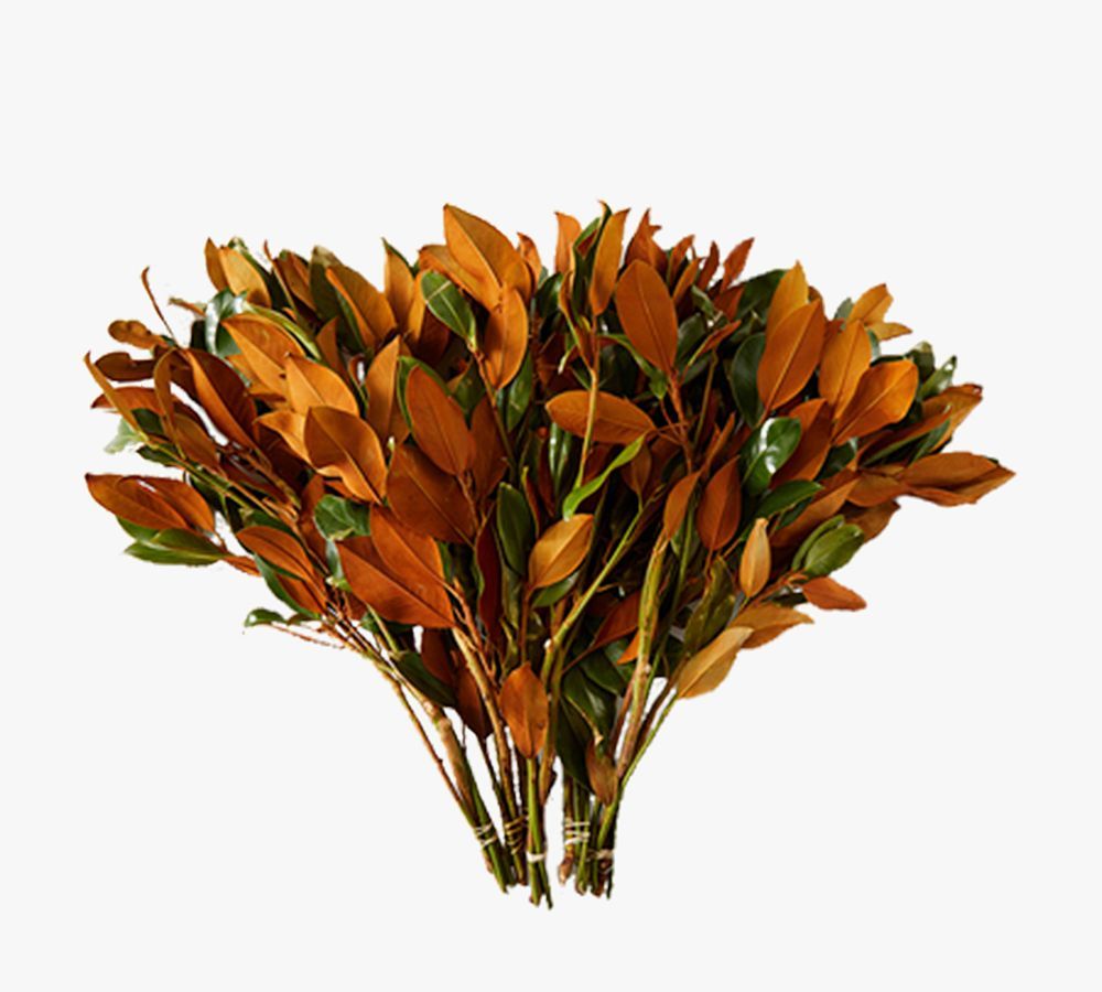 Live Magnolia Leaf Bunches | Pottery Barn (US)