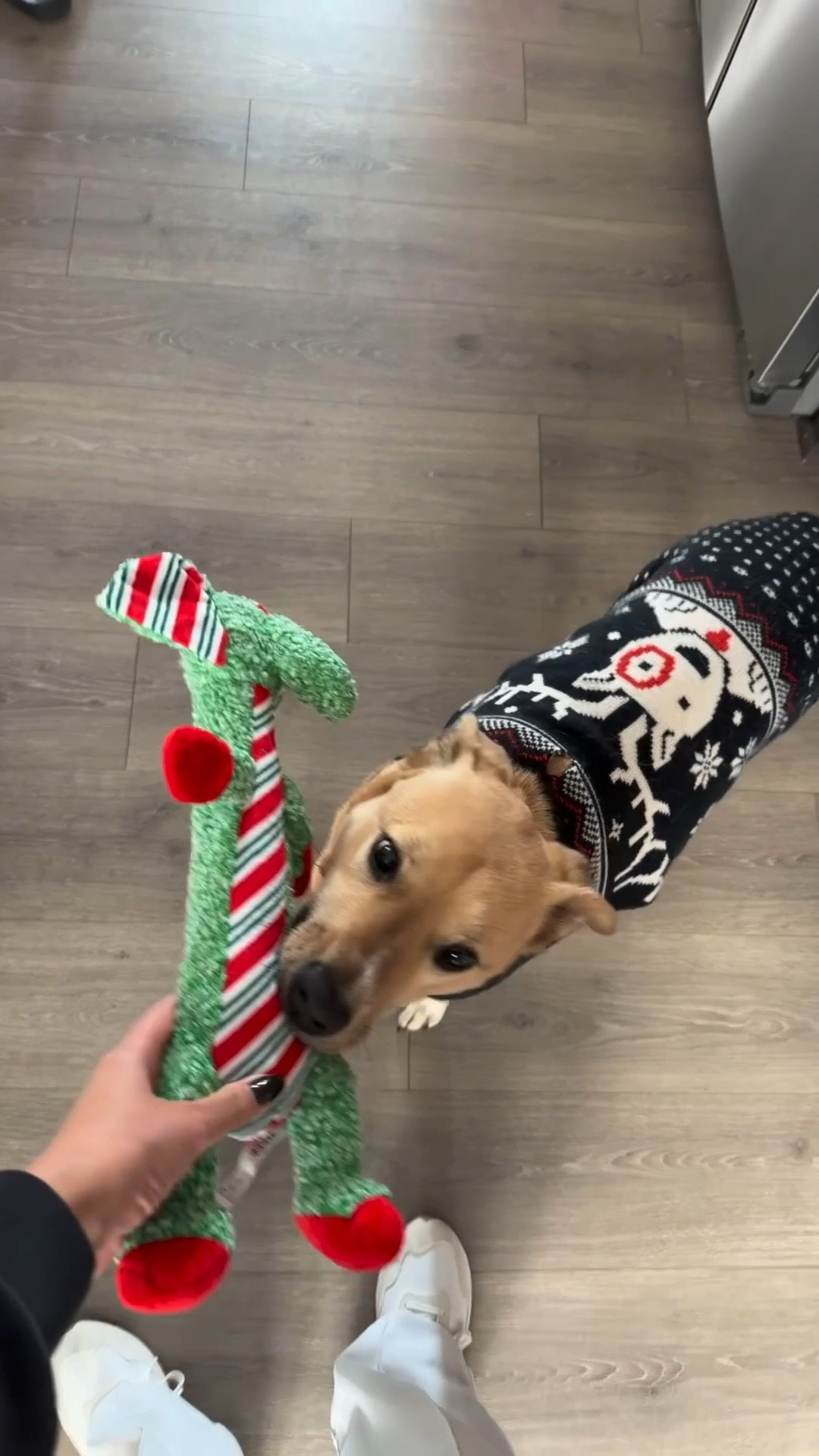 Navi is fully leaning into her only child privileges today 😂🎄
She picked out a new Target Christmas dog toy and is proudly wearing her Target holiday dog sweater—both super affordable and perfect for pups who love festive squeakers.
Linked everything on LTK for easy shopping: budget-friendly pet gifts, Christmas dog accessories, holiday dog outfits, and Target pet finds your fur babies will actually use.

#TargetPetFinds #ChristmasDogToys #HolidayDogStyle #TargetDogMom #PetHolidayGifts #AffordablePetFinds #DogMomLife #DogHolidayOutfit #TargetMustHaves #LTKPetFinds #LTKHoliday #PetGiftGuide #FestivePup #DogAccessories #TargetStyle

#LTKdayinmylife #LTKHoliday #LTKGiftGuide