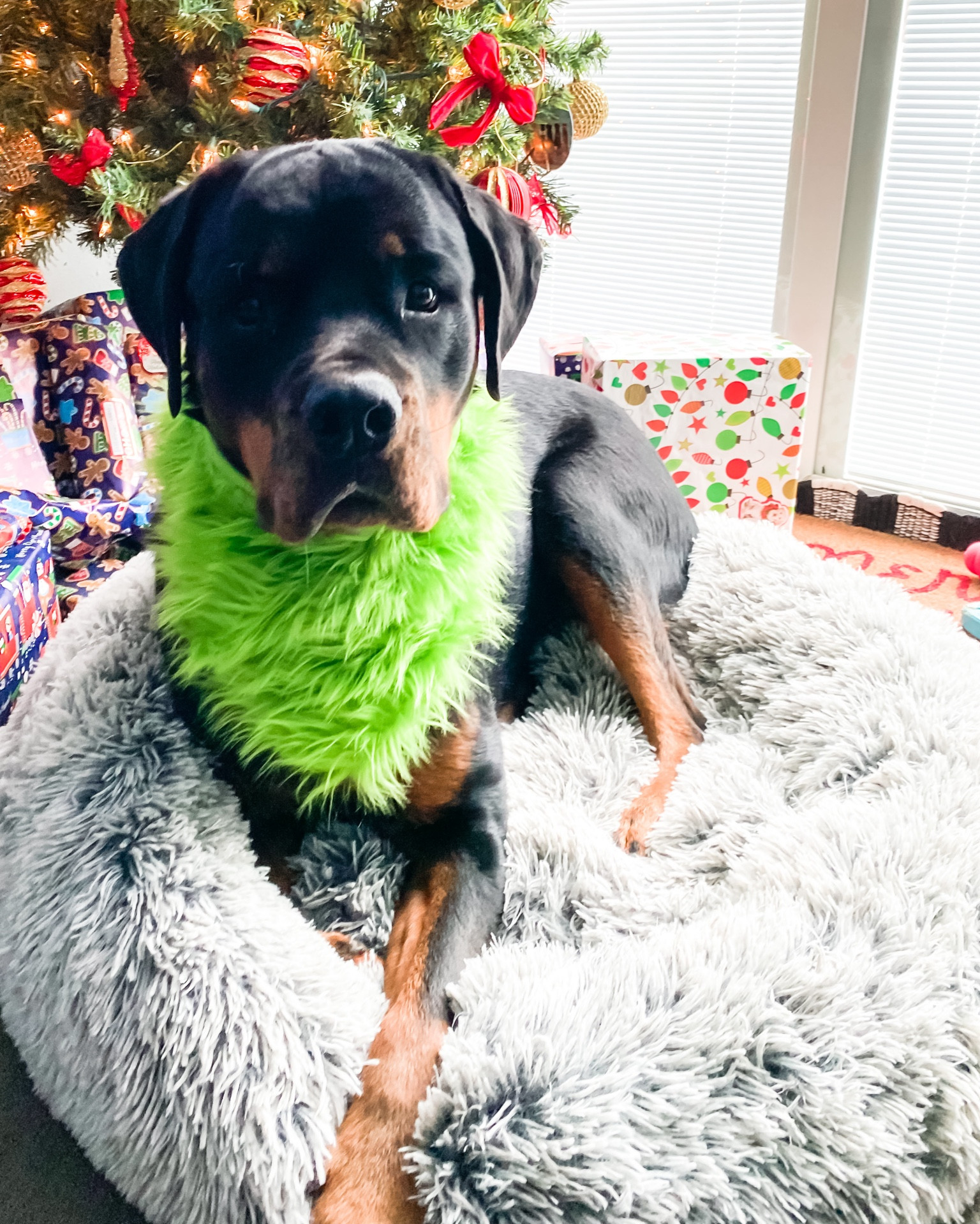 One of Libby’s favorite doggy beds - it’s stylish + super comfy 🫶🏻💜 

Dog bed | Dog pillow | Dog home 

#LTKfindsunder50 #LTKHolidaySale #LTKhome