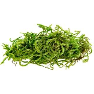 SuperMoss® Preserved Moss | Michaels Stores