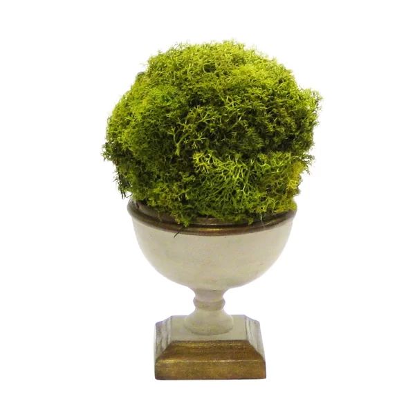 Preserved Moss Topiary in Urn | Wayfair Professional