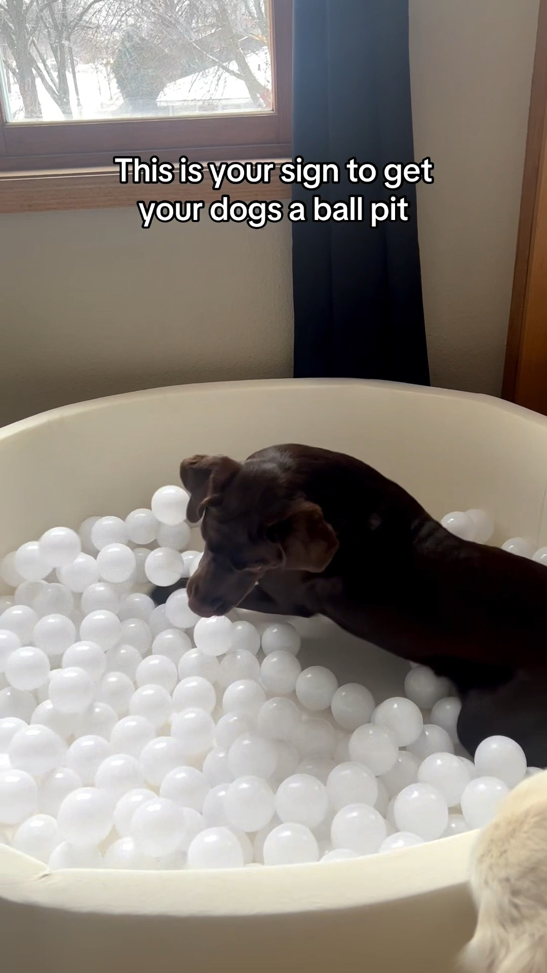 This ballpit was the best gift we’ve gotten them and they still use it to this day!  (minus the balls Luna deflated while playing hahaha)

#dogballpit #dogtoys #ballpit #Amazonpets

#LTKPets