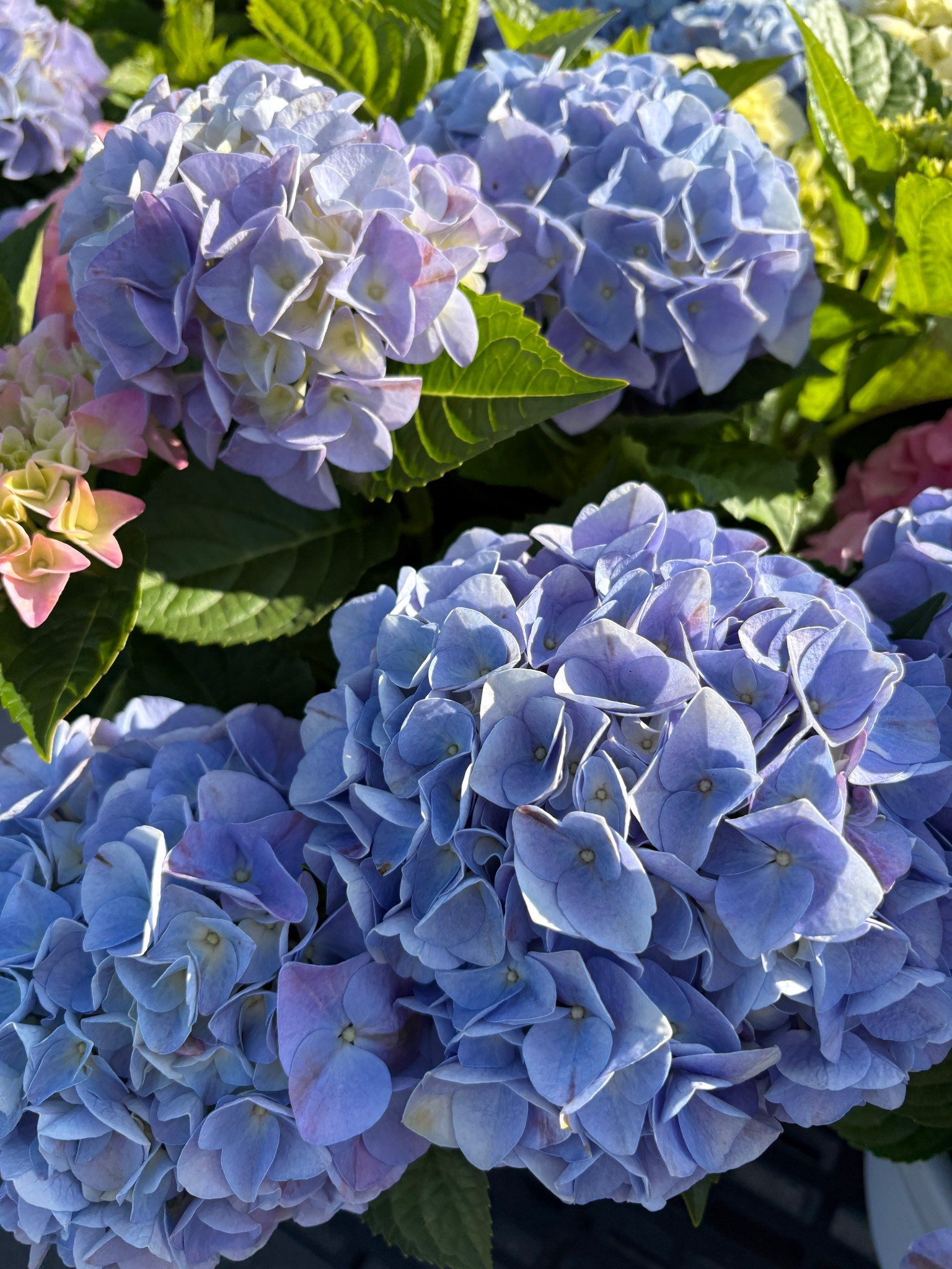 Beautiful hydrangeas at Walmart! 

#LTKSeasonal #LTKselfcare #LTKHome