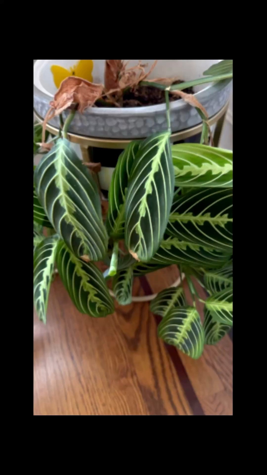 @solsoils is slowly taking over all of my pot! It is helping my plants stay watered at the correct levels and I’m not killing them all now (woohoo!) 



#LTKHome #LTKvlog #LTKMothersDay