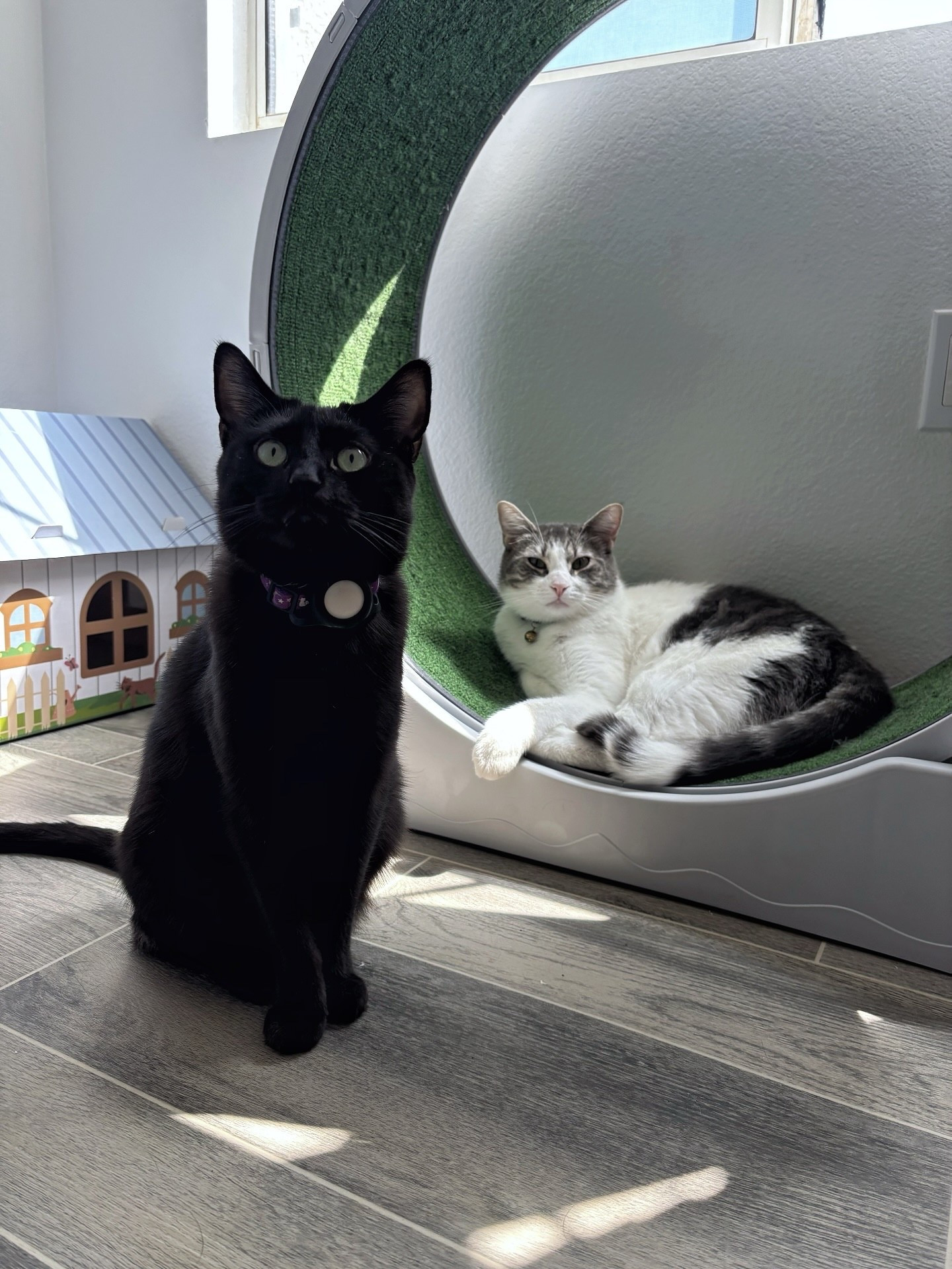 Ash still has still not realized that the cat wheel is for running not just lounging 😂 His favorite spot to lay!  #catwheel #catessential 

#LTKHome #LTKPets #LTKGiftGuide