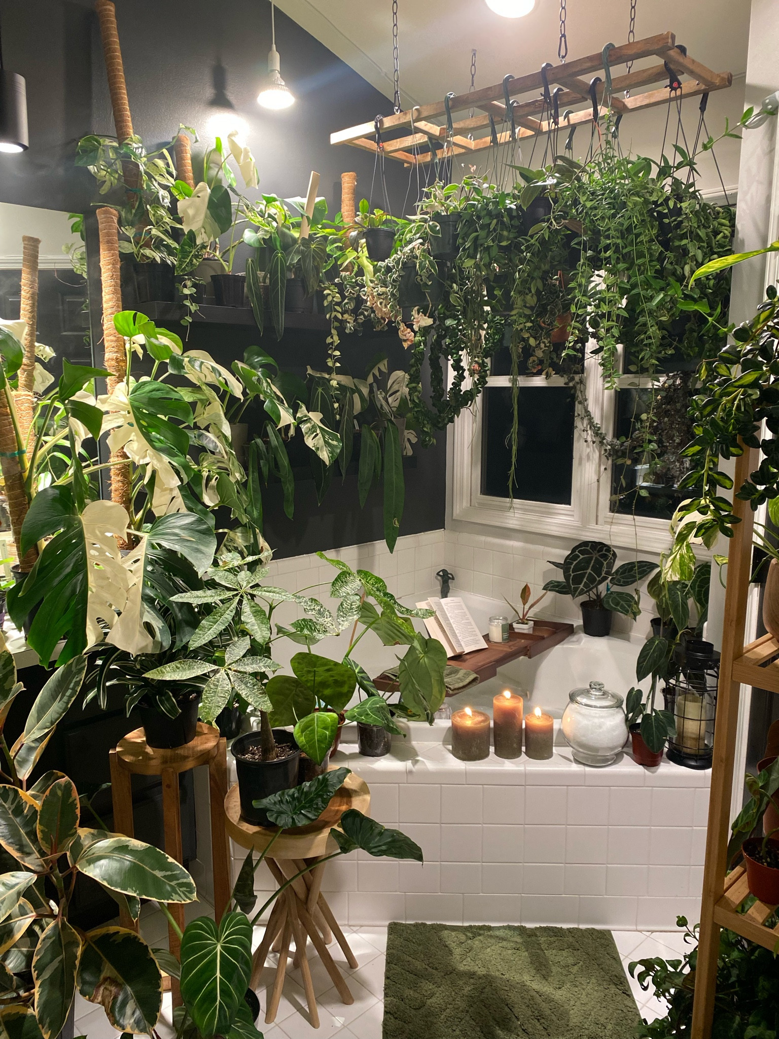 Plant ladder 

#LTKhome #LTKstyletip #LTKfindsunder50