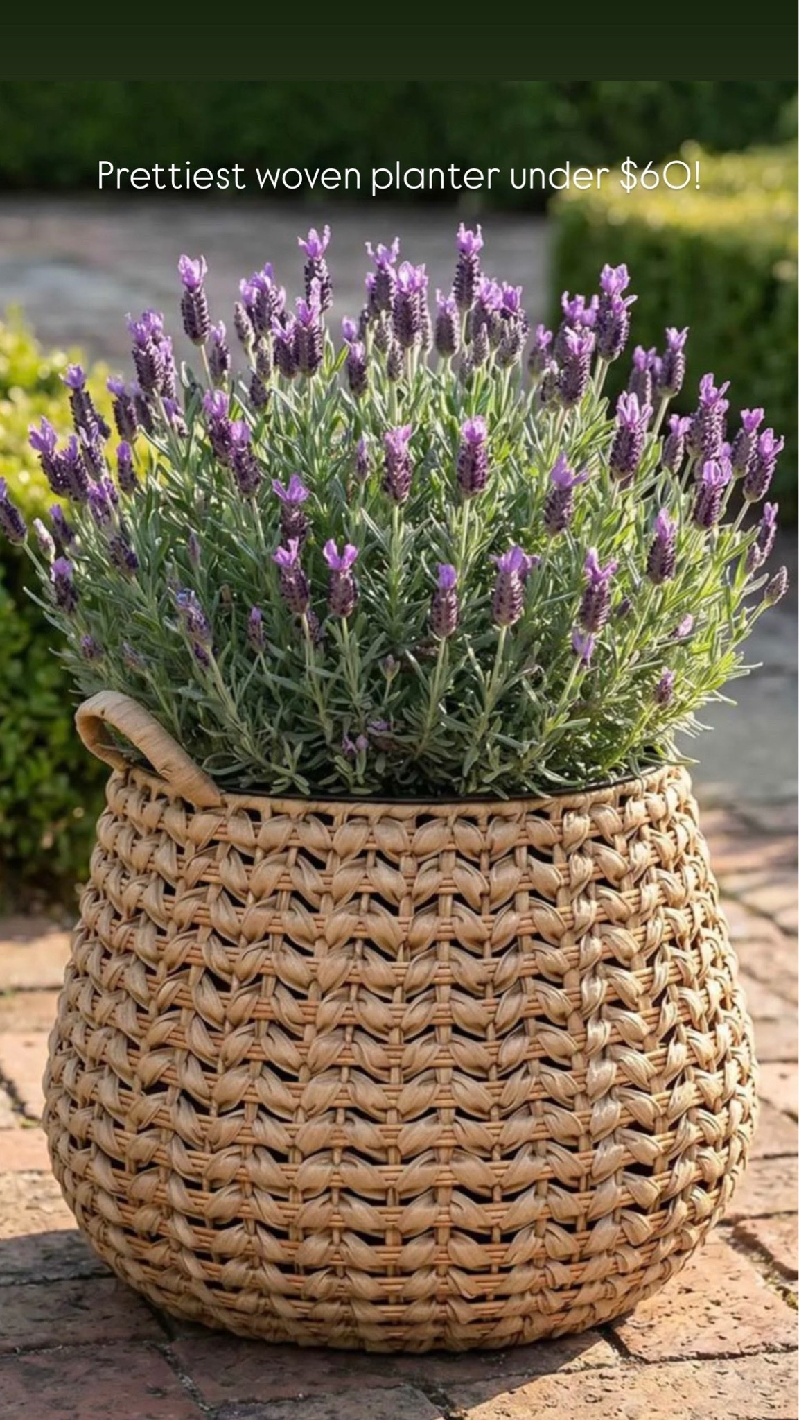 Prettiest woven planter under $60!

#LTKSaleAlert #LTKHome #LTKSeasonal