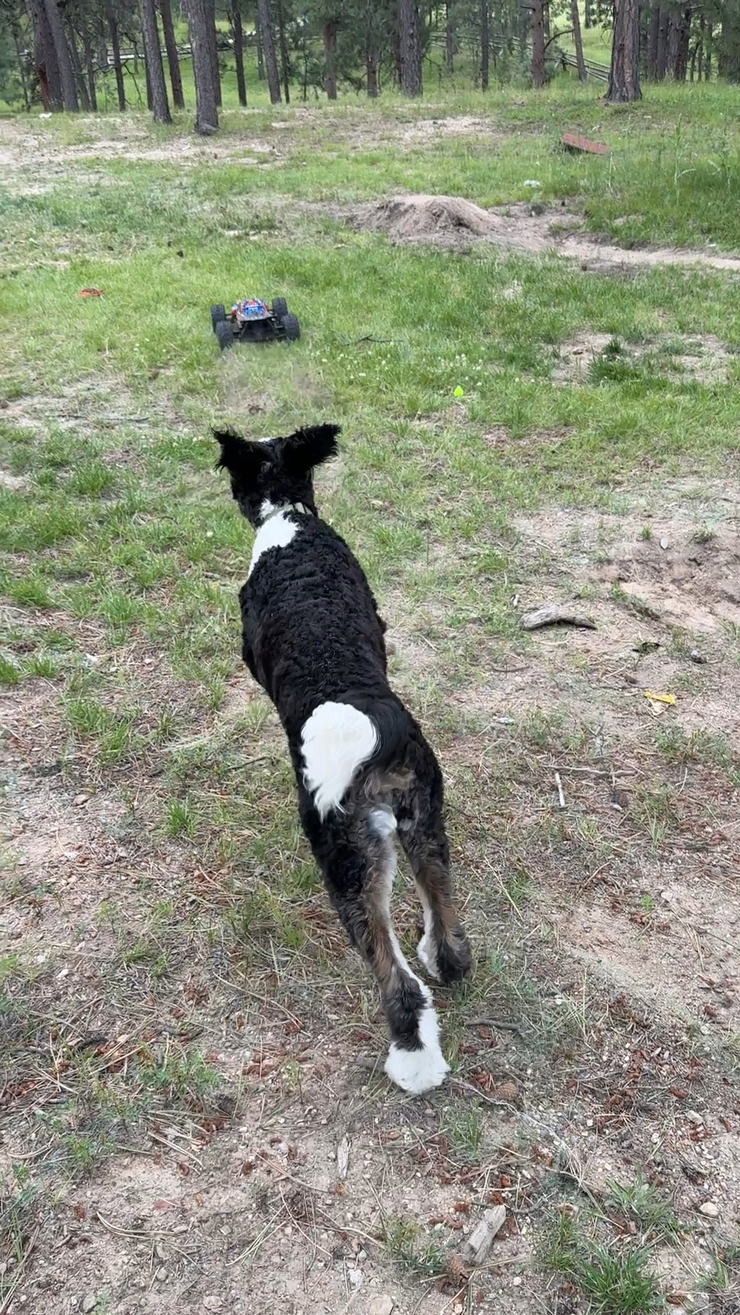 Go Lulu! She could chase this car for hours. Such a fun way to burn off some energy.

#LTKFamily #LTKPets #LTKKids