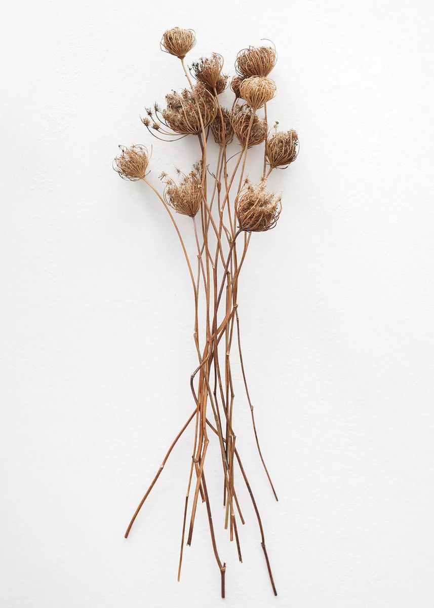 Natural Dried Flower Bundle Queen Anne's Lace - 15-26 | Afloral