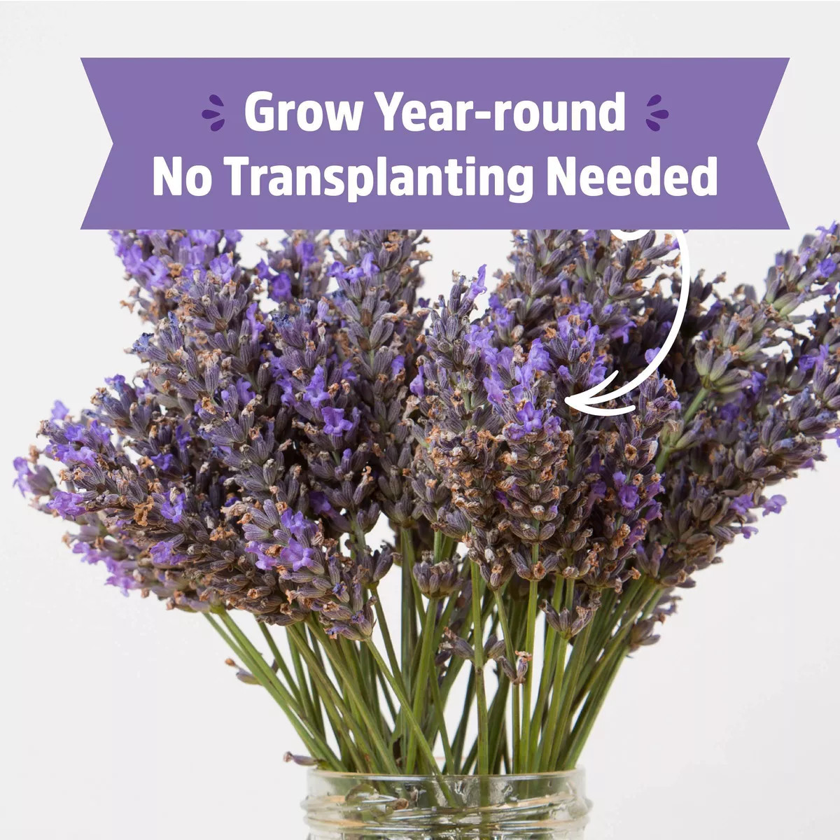 Back to the Roots Organic Lavender Grow Kit | Target