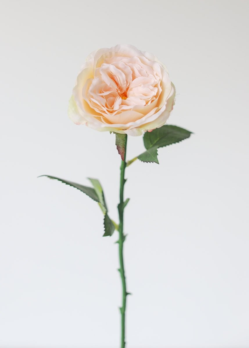 Artificial English Cabbage Rose in Pastel Peach Pink - 20.5" Tall | Afloral (US)