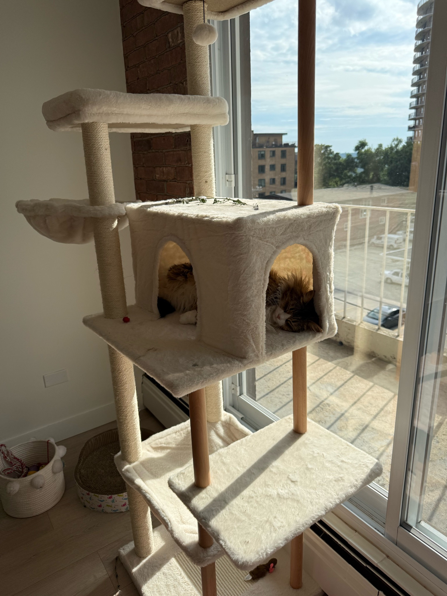 The tallest coziest cat tree

#LTKhome #LTKcanada