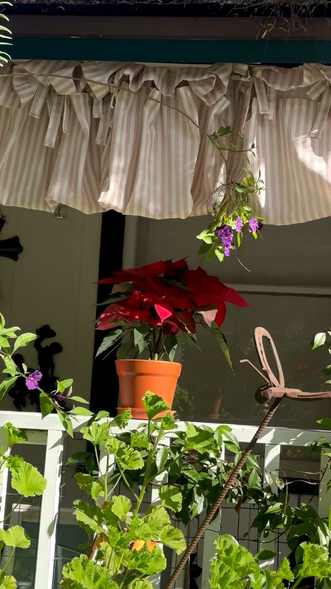 Holiday spirit, even outdoors.
#Romanshade #Christmas #Poinsettia #SeasonalDetails

#LTKGiftGuide #LTKHome #LTKHoliday