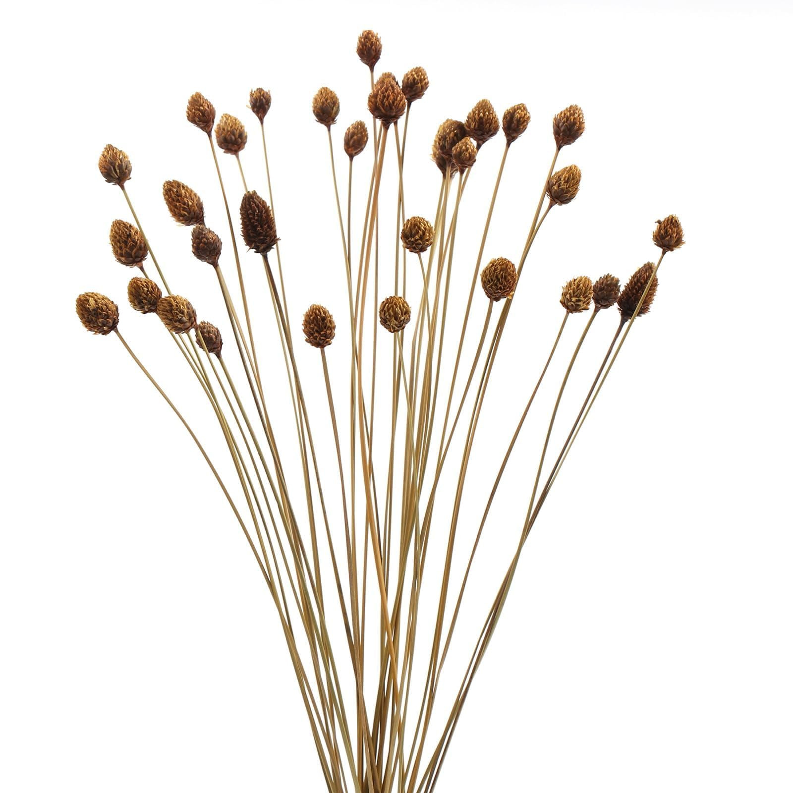 60pcs Dried Natural MINI Pine Cone Ball Flowers with Stems 17" Ball Dia 0.4"-0.5" - Billy Ball Fl... | Amazon (US)