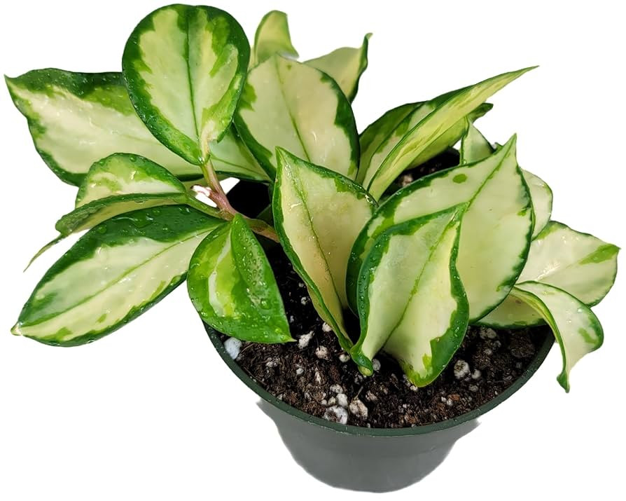 Hoya Krimson Princess, Hoya Carnosa Vareiagata, Live Hoya Plant, Live Arriaval Guarantee! (4" Pot... | Amazon (US)