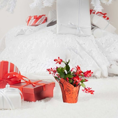 Costa Farms 14 -oz Fresh Christmas Potted Cactus | Lowe's