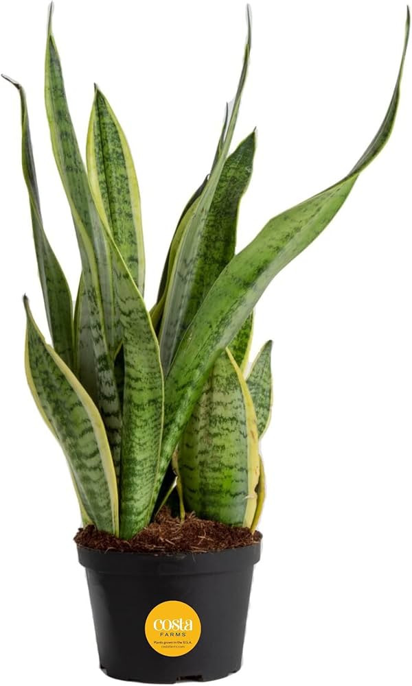 Costa Farms Sansevieria Grower's Choice Snake Live Indoor Plant, 12-Inches Tall, Grower Pot | Amazon (US)
