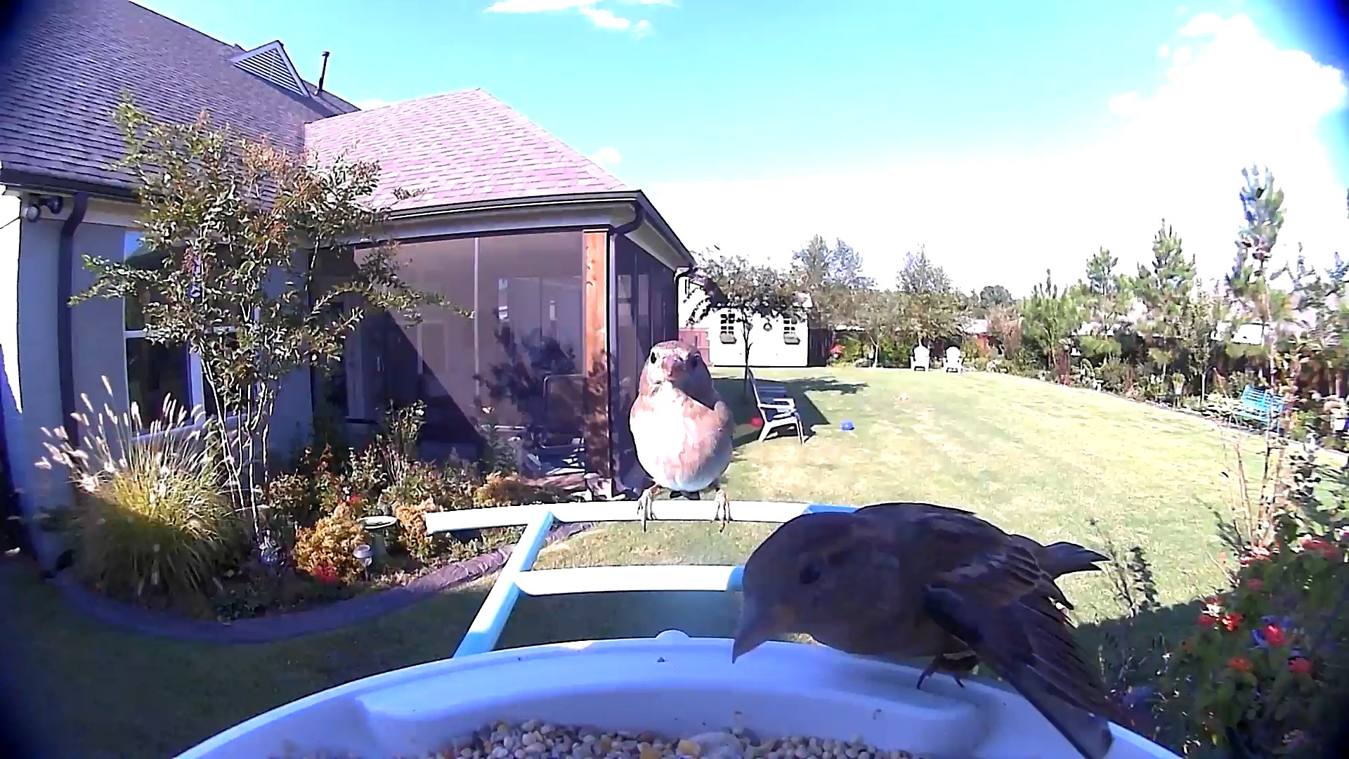 marked down to $169! bird feeder, bird feeder with camera, smart bird feeder, christmas gifts for her, christmas gifts for mom, netvue bird camera.

#LTKsalealert #LTKGiftGuide #LTKHoliday