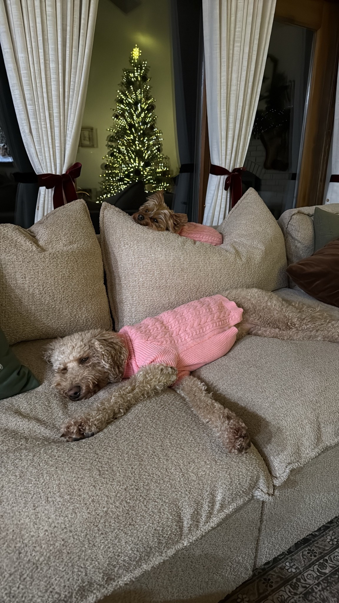 #ltkpet
Doggie sweaters!
Size small and XL

#LTKootd