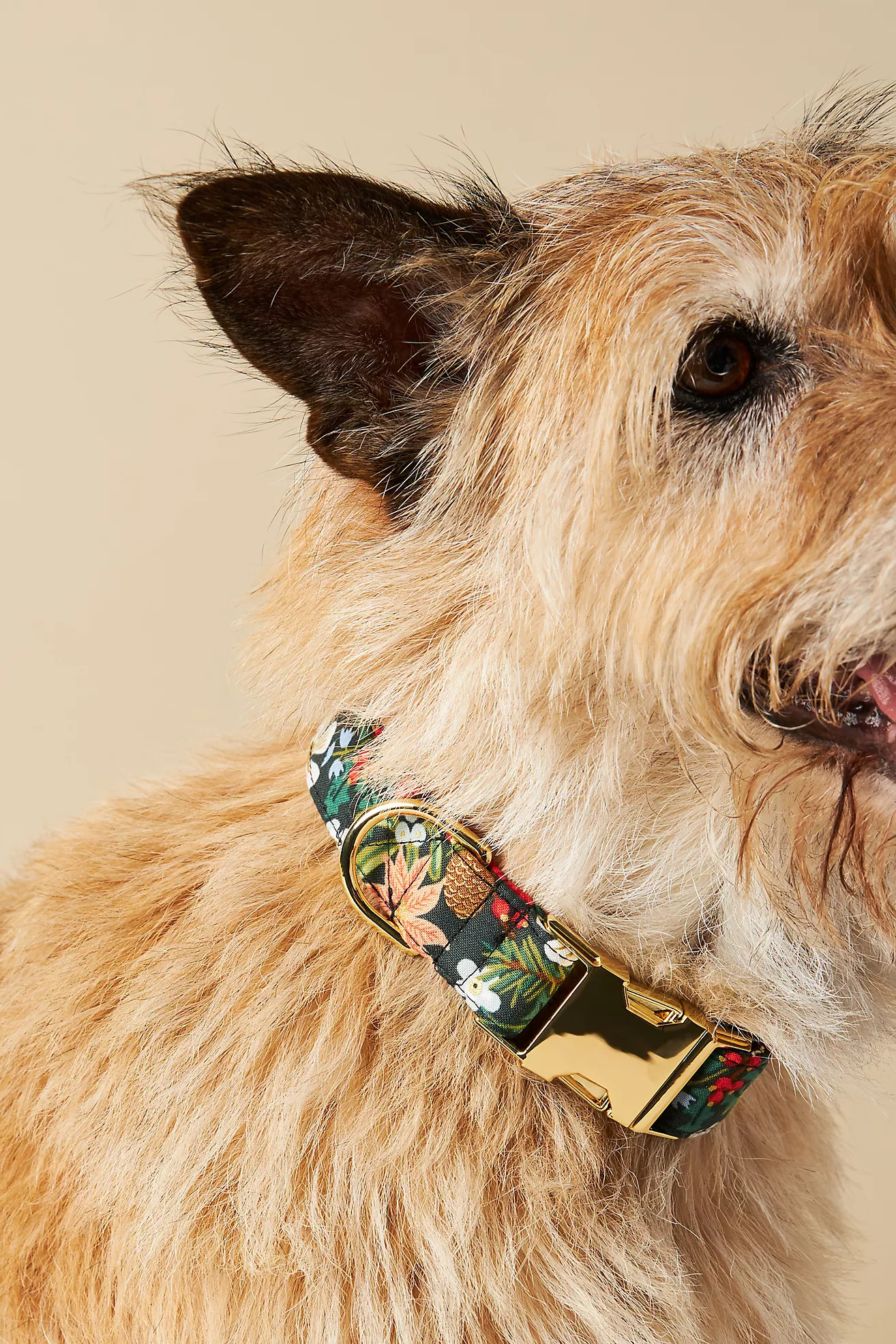 The Foggy Dog Holiday Collar | Anthropologie (US)