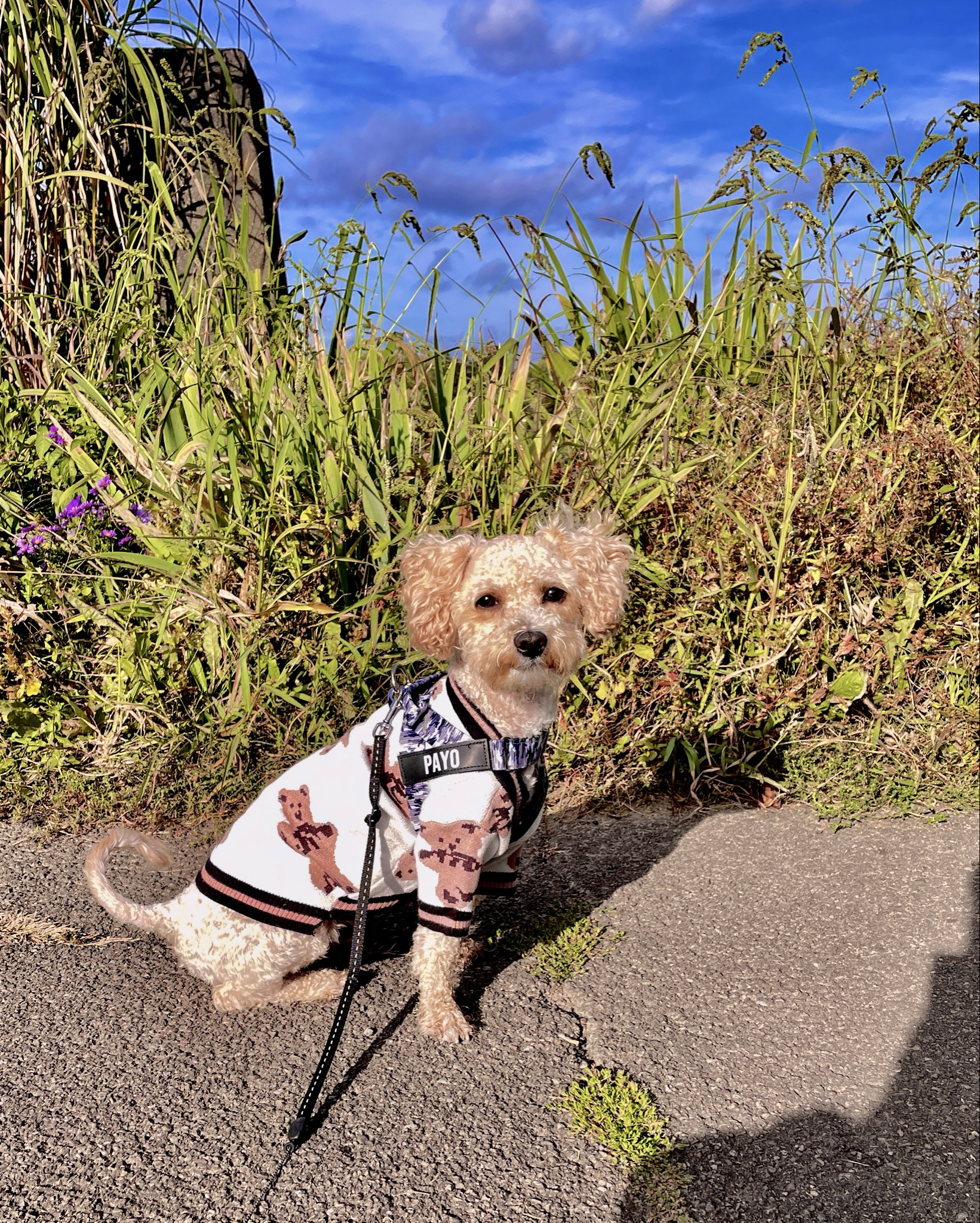 Its sweater weather, small dogs need warmth too! 🐶 (Size M, Color Beige)

#LTKPets #LTKFindsUnder100 #LTKU