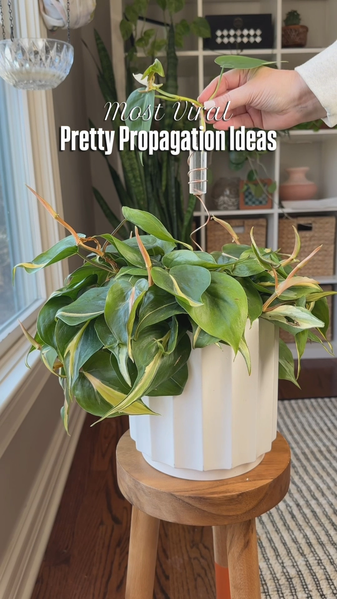 All my prettiest propagations ideas in one place!

#plantstyling #prettypropagations