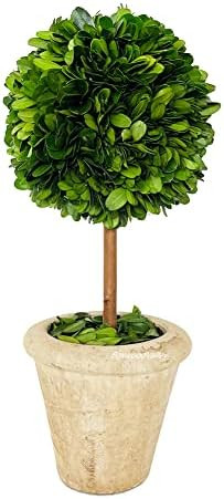 Natural Preserved Boxwood Topiary in Pot 9 inch Stunning Greenery and Plant Decor Great for Home ... | Amazon (US)