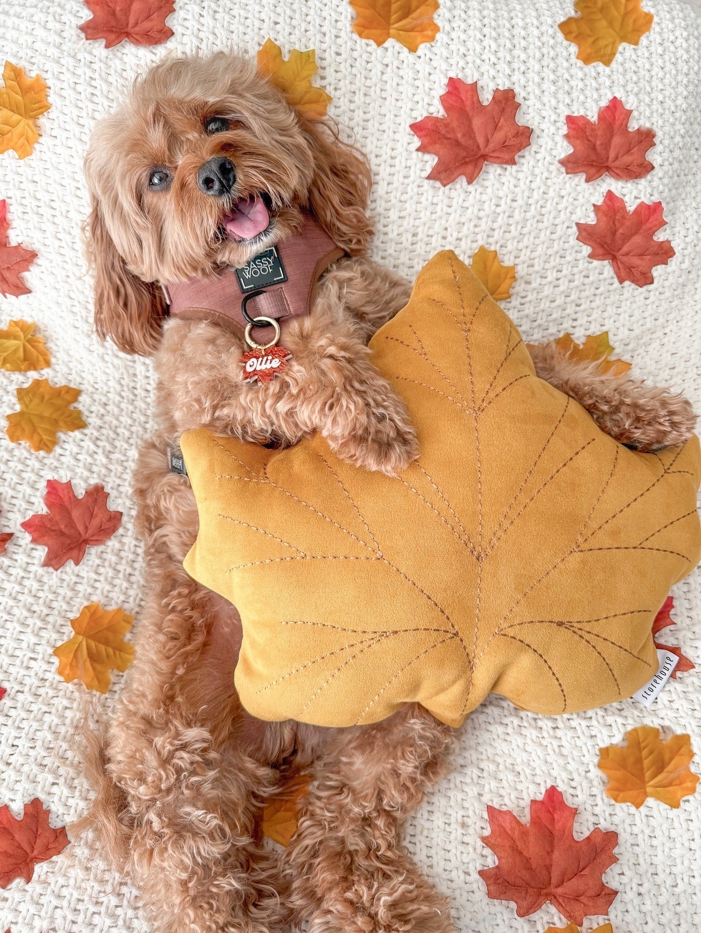 Gotten a lot of requests for links to this pillow. I was able to find them! Linked them below and other ones that are super cute for Fall! Harness from @sassywoof OLLIE10 to save. Tag from @dozeofdvibe OLLIE to save 