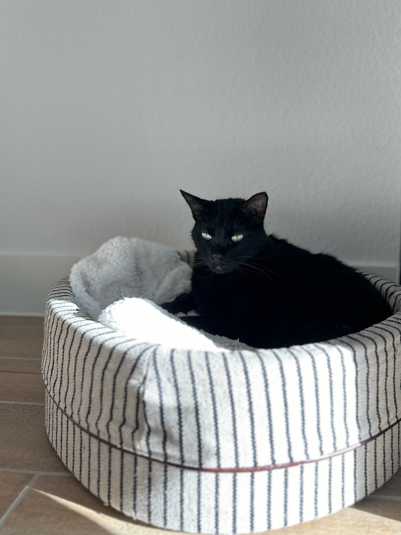 Shop Binx’s bed!

#LTKHome