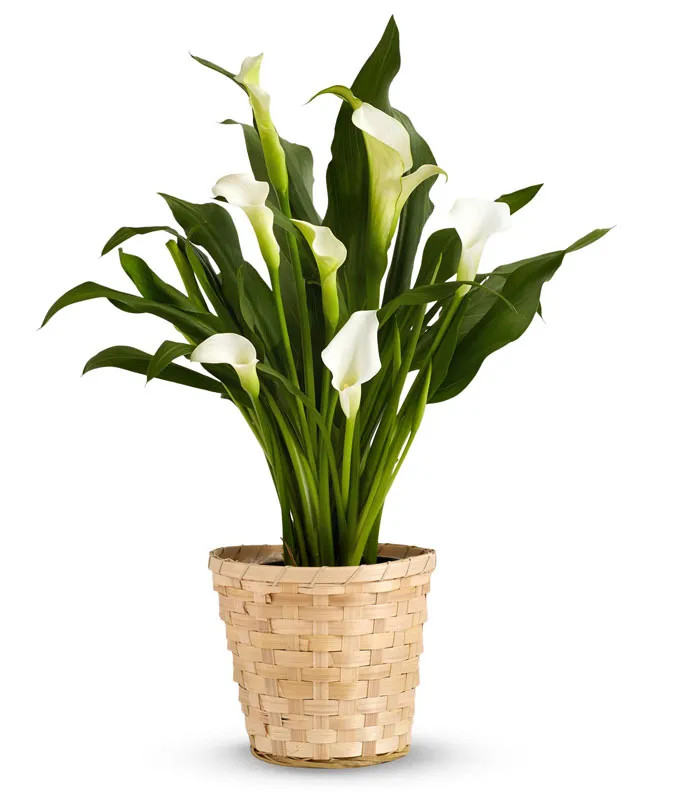 White Calla Lily Potted Plant | From You Flowers