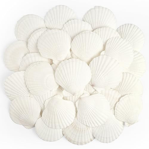 Jangostor 20 PCS Scallop Shells Natural Seashell, 2.3" to 3.5" White Scallop Shells Large Seashells for Crafts Wedding Decor Beach Theme Party, Fish Tank and Vase Filler | Amazon (US)