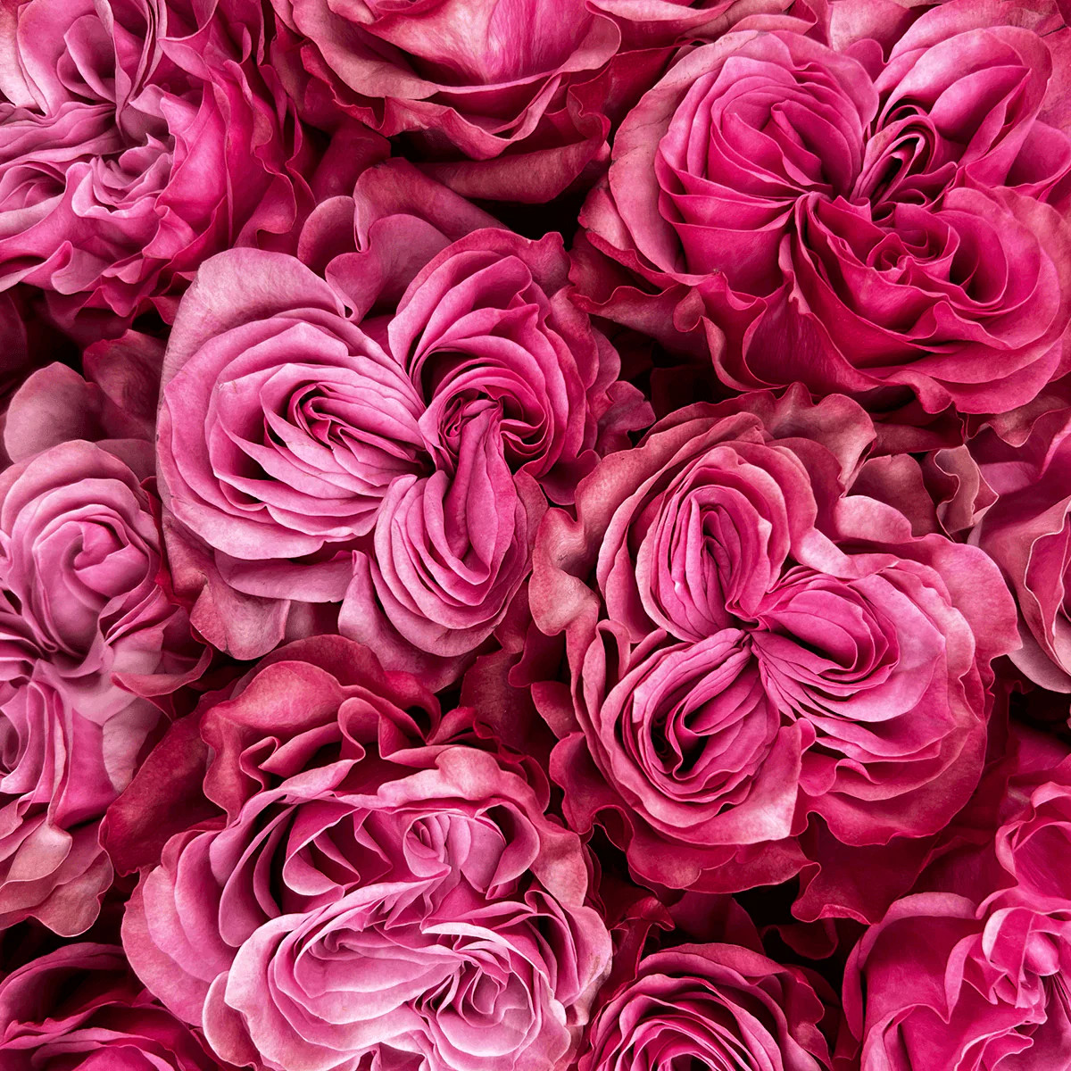 Pink Garden Roses Bouquet - Country Blues - Rosaholics | Rosaholics