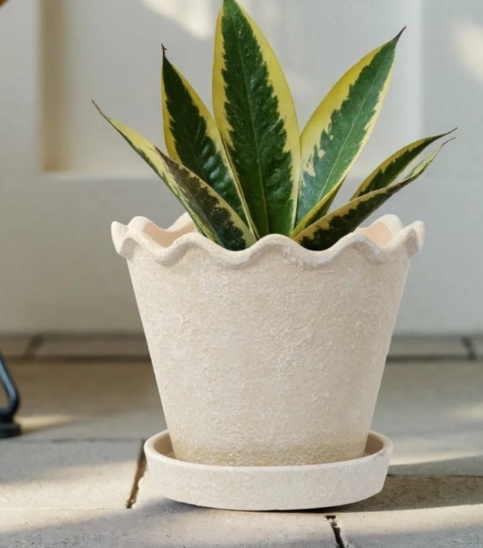 scallop planter pots! 

#LTKSeasonal #LTKHome #LTKSpringSale