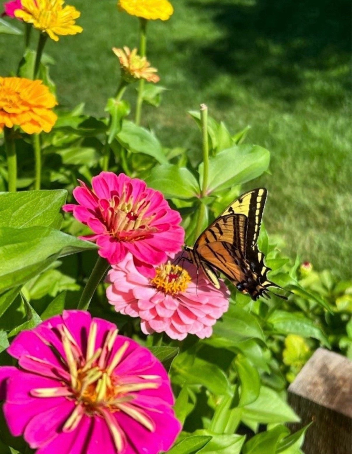 Do you want to easily grow a colorful and beautiful garden this year? I've got your back! This is how my zinnias turned out last year - I linked the seeds that I used. It was seriously so easy!


#LTKSeasonal #LTKFindsUnder100