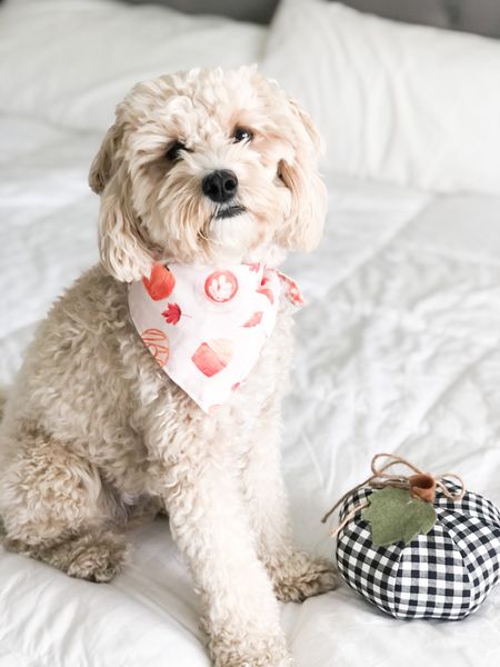 Home decor and grooming supplies for the perfect dog model photoshoot 📸 Shop my dog bandana at zigphieandco.com 🐾
#ltkdog #dog #doggrooming #dogbandana #dogstyle #style #photoshoot #fall 

#LTKhome #LTKSeasonal #LTKfamily