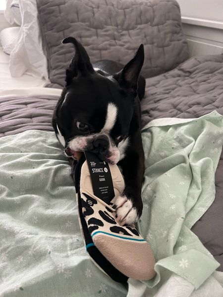 My Stance socks from the #nsale came in and if you are looking for puppy approved socks, clearly we have found them! 😂😂 You get the pack of 3 and the sale price is $22.99! 

#LTKFind #LTKsalealert #LTKxNSale