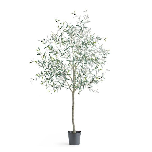 Olive Tree, 8ft. | Grandin Road | Grandin Road