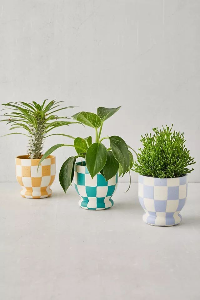 Frankie Planter | Urban Outfitters (US and RoW)