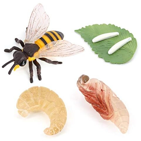 Safari Ltd Safariology the Life Cycle of a Honey Bee | Amazon (US)