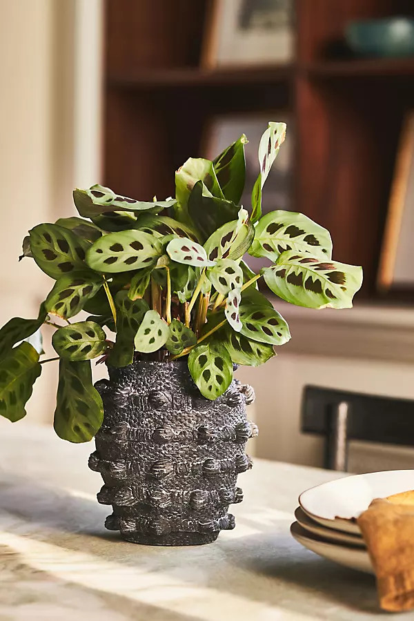 Minka Textured Pot | Anthropologie (US)