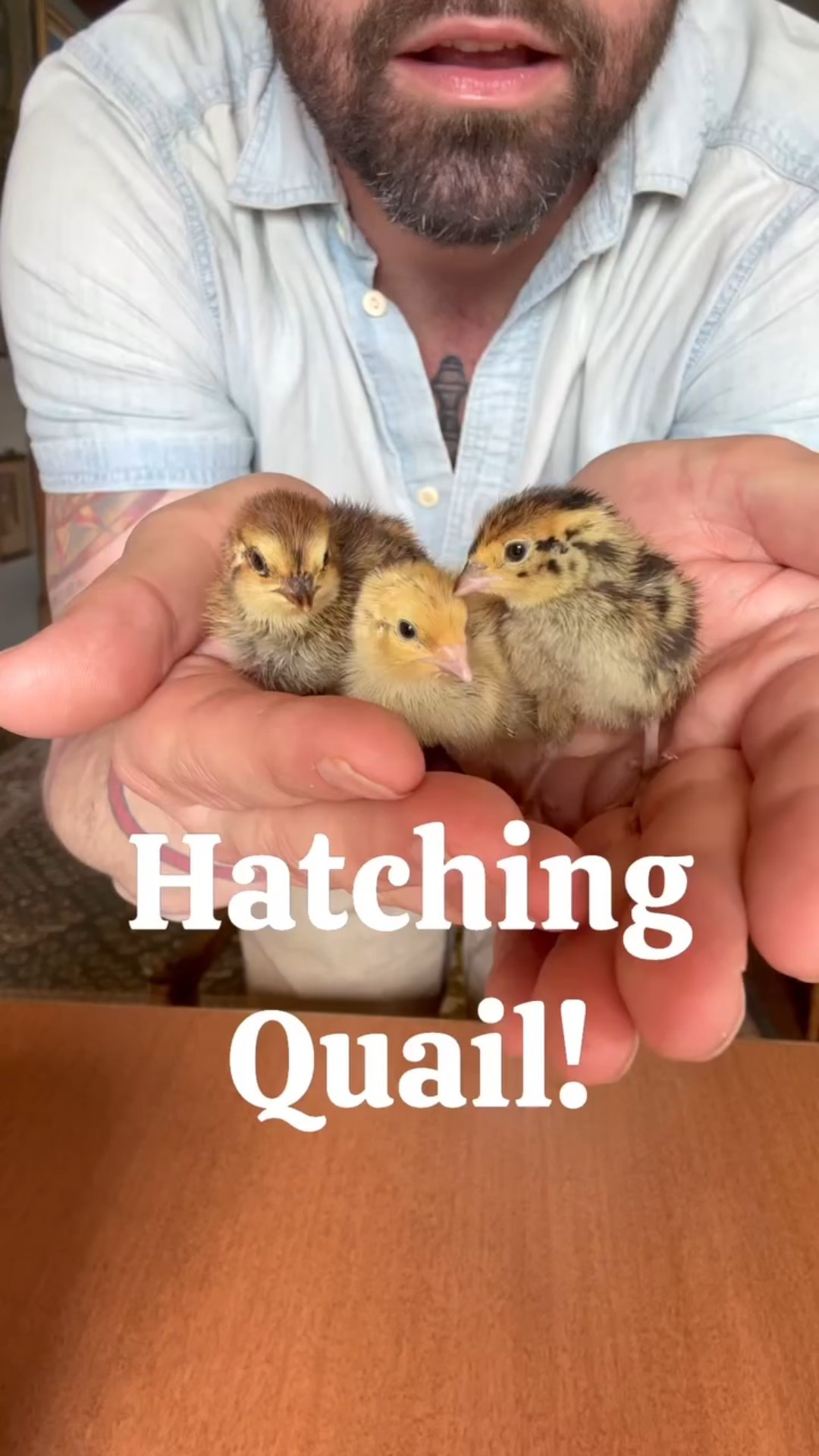 Quail Eggs!! From Amazon?! Follow along to see how many hatched 🐣
.
.
.
#quail #quaileggs #incubator #hatch #hatching #chicks #chickens #homestead #homesteading #egg #eggs  #babybirds #farm #farmlife #small #cute #tiny #birds #nature #amazon #amazonfinds