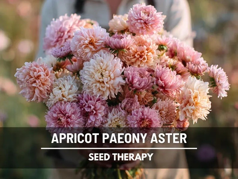Elegant and timeless, Paeony Duchess Apricot Asters bring the beauty of peony-style blooms to your late-season garden with lush, fully double flowers in a soft apricot hue and creamy golden centers. Held on tall, sturdy stems and loved by florists for their long vase life, these heirloom beauties are perfect for romantic bouquets, refined borders, and gardeners who adore classic, old-world charm in every bloom. #aster #cutflowergarden #heirloomseeds #romanticgarden #growfromseed #flowerfarmer #vintagegardenstyle #seasonalblooms

#LTKdayinmylife #LTKSeasonal #LTKHome
