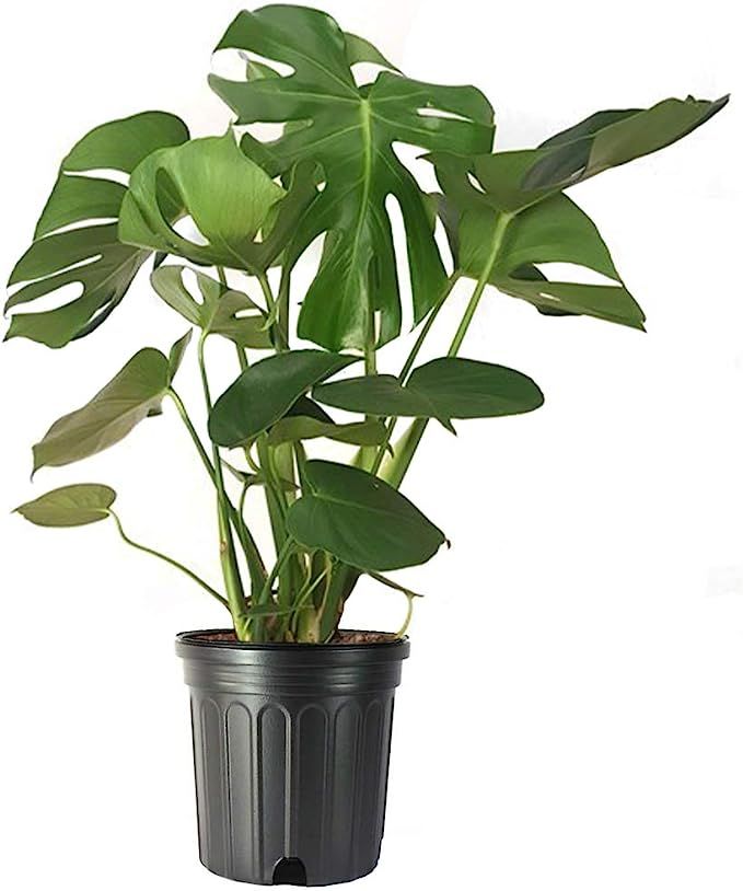American Plant Exchange Split Leaf Philodendron Monstera Deliciosa Live Plant, 3 Gallon, Green | Amazon (US)