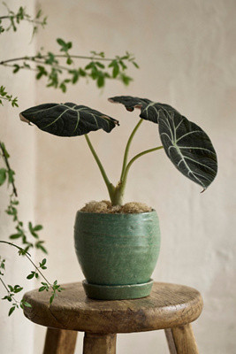 Evergreen Ceramic Pot + Saucer Set | Anthropologie (US)
